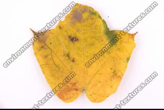 Photo Texture of Leaf 0062